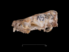 Eptesicus serotinus