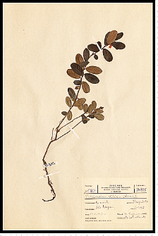 Vaccinium vitis-idaea L.