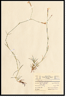 Dianthus arenarius L.