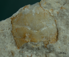 Goniodromites kubai