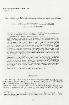 Courtship and behavioral maturation of male mouflons