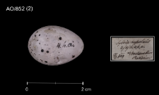 Hippolais icterina
