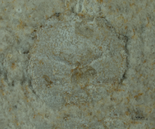 Goniodromites species