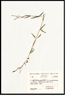 Epilobium palustre L.