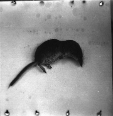 [Sorex minutus - duży okaz]