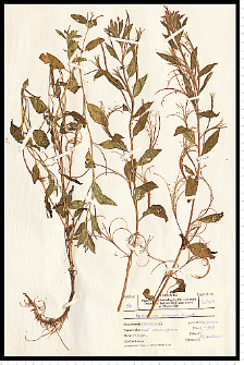 Epilobium roseum Schreb.