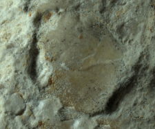 Goniodromites kubai