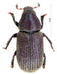 Hylurgops glabratus (Zetterstedt, 1828)
