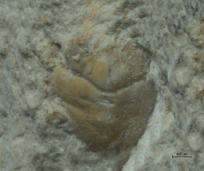 Goniodromites species