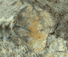 Goniodromites narinosus