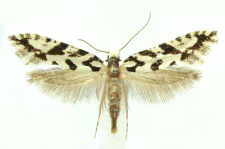 Nemapogon nigralbella (Zeller, 1839)