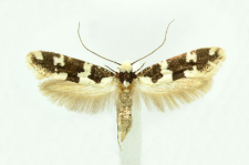 Neurothaumasia ankerella (Mann, 1867)