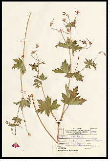 Geranium palustre L.