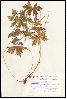 Geranium palustre L.