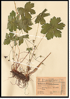 Geranium phaeum L.