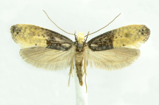 Trichophaga tapetzella (Linnaeus, 1758)