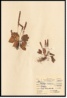 Plantago major L.