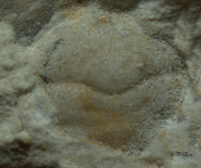 Goniodromites species