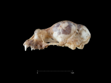 Rhinolophus blasii