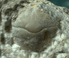 Goniodromites species