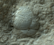 Tanidromites species