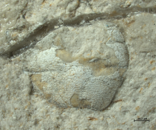 Goniodromites species