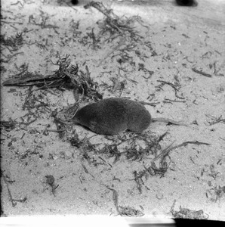 [Ryj&oacute;wki w hodowli ZBS(3)]