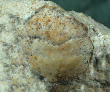 Goniodromites species