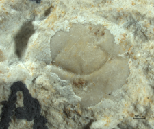 Tanidromites species