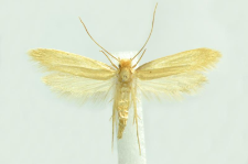 Tineola bisselliella (Hummel, 1823)