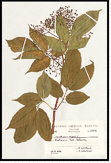 Sambucus nigra L.