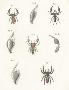 Les aran&eacute;ides du P&eacute;rou