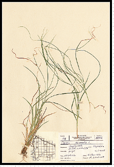 Carex remota L.