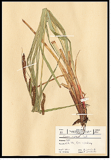 Carex riparia Curtis