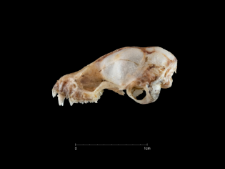 Plecotus austriacus