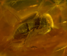 Ptinidae (Anobiinae)