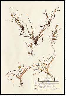 Carex oederi Retz.
