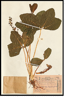 Menyanthes trifoliata L.