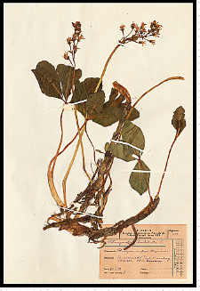 Menyanthes trifoliata L.