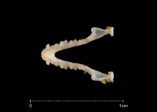 Pipistrellus deserti
