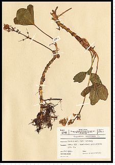 Menyanthes trifoliata L.