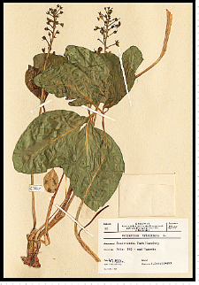 Menyanthes trifoliata L.
