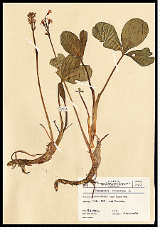 Menyanthes trifoliata L.