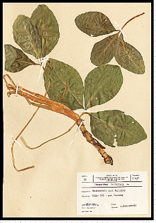 Menyanthes trifoliata L.