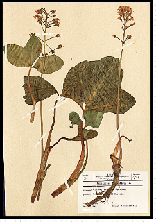 Menyanthes trifoliata L.