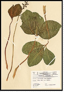 Menyanthes trifoliata L.