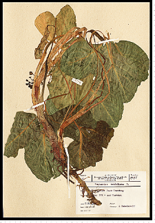 Menyanthes trifoliata L.