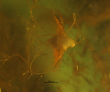 Psychodidae