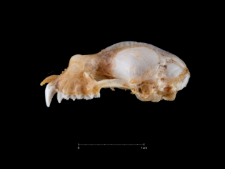 Rhinolophus ferrumequinum