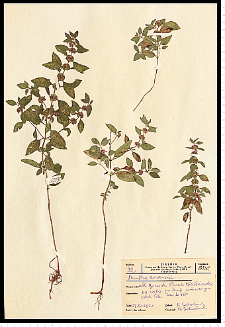 Mentha arvensis L.